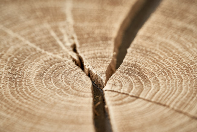 Hirnholz Detailbild